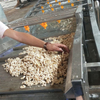 Automatic Walnut Pistachios Almond Nuts Cracking Machine Walnut Shelling Line