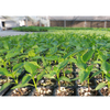 Automation Burrow Seedling Machine with Cheap Price
