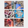 High Efficiency Small Fish Killing Machine Stainless Steel Commercial Fish Processing Equipment